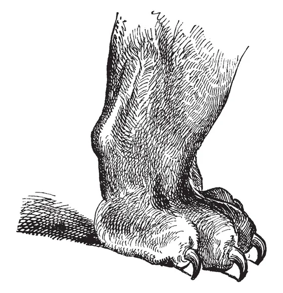 Illustration Represents Unsheathed Tiger Foot Vintage Line Drawing Engraving Illustration — Stock Vector