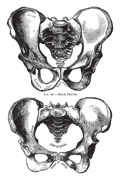 この図は 人間の骨盤の男性と女性 ビンテージの線の描画やイラストを彫刻 — ストックベクタ