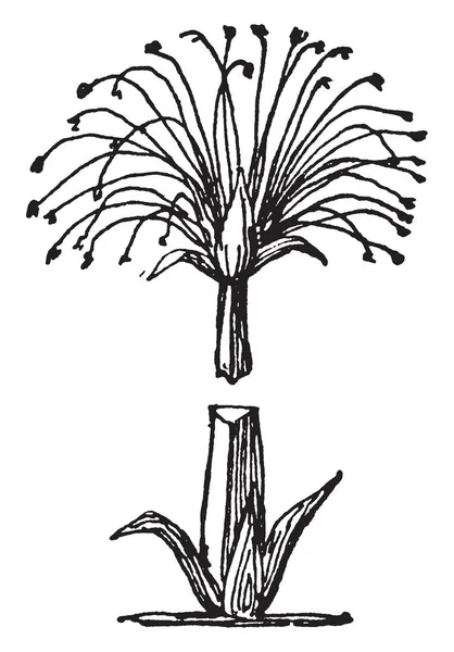 Papyrus Est Une Forme Fréquente Dans Ornement Égyptien Dessin Ligne — Image vectorielle