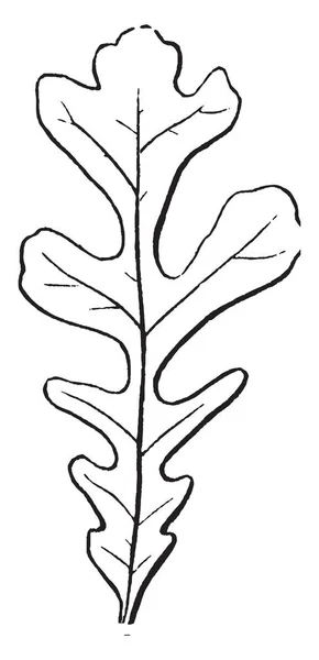 裂叶的切缘 叶排列交替 下部叶窄而上部宽 复古线条画或雕刻插图 — 图库矢量图片