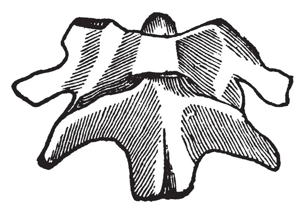 Esta Ilustración Representa Dos Vértebras Superiores Dibujo Línea Vintage Ilustración — Vector de stock