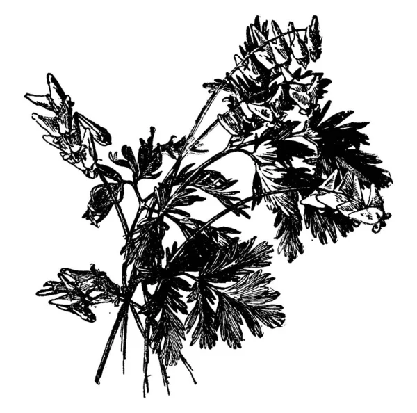 它显示失落马裤 失落马裤是 Dicentra Cucullaria 的常见名称 这是多年生草本植物 它原产于北美洲 它的花朵是白色的奶油黄色尖端 复古线条画或雕刻插图 — 图库矢量图片