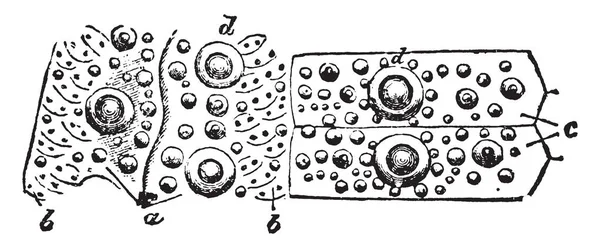 Stomechinus 気管支 Ambulacral エリアと穴ぐらゾーン ビンテージの線の描画や彫刻イラストのどの部分で — ストックベクタ