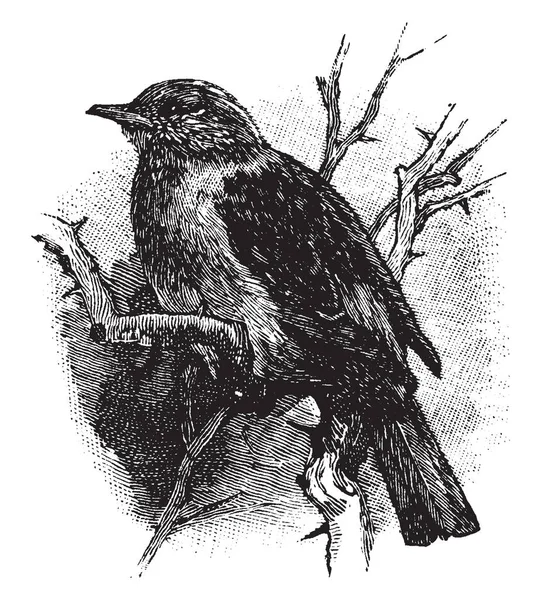 Hedge Sparrow Género Aves Paseriformes Dibujo Línea Vintage Ilustración Grabado — Vector de stock