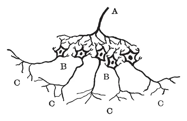 Schemat Przedstawiający Związek Między Mózgowo Neuronów Współczulnych Vintage Rysowania Linii — Wektor stockowy
