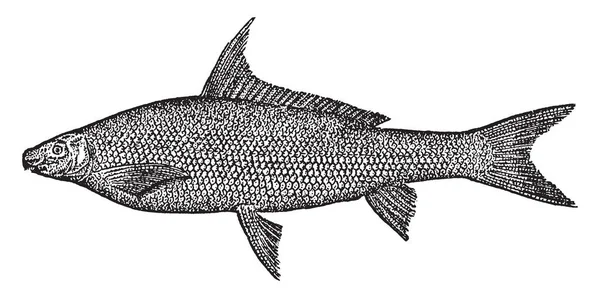 Black Horse Fish Crece Dos Pies Medio Longitud Común Mississippi — Archivo Imágenes Vectoriales