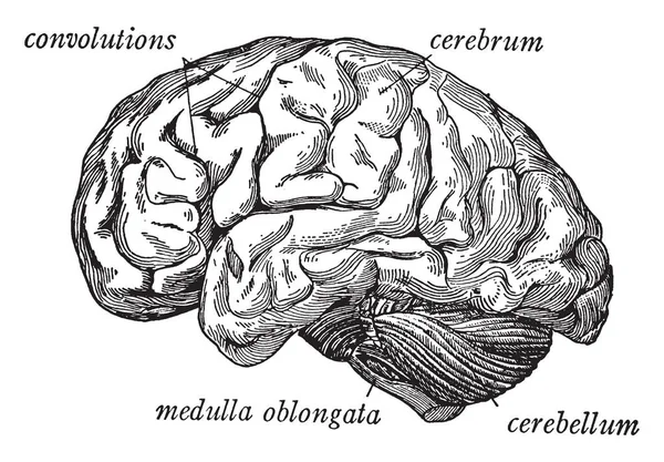 从侧面看到的大脑显示三主要部门 复古线条画或雕刻插图 — 图库矢量图片