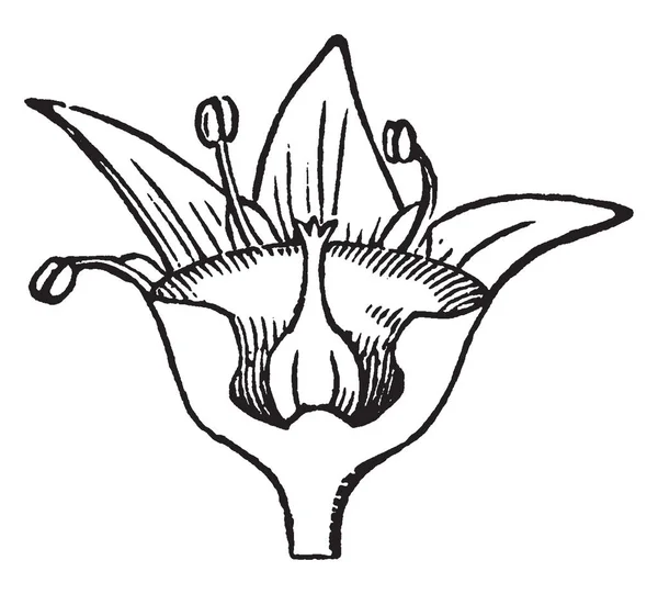 该图显示了花中花粉粒的生成过程 包含子房和雌蕊的花萼是从这个卵巢生成的 在峰花粉谷物发芽 复古线条画或雕刻插图 — 图库矢量图片