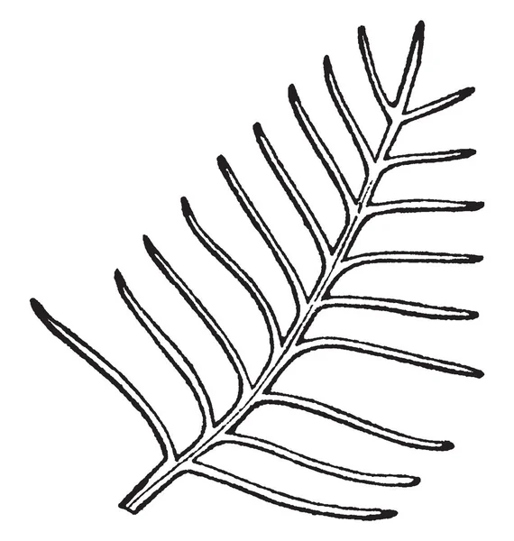 Ceci Est Une Image Feuille Pectinase Ils Ont Segment Disposé — Image vectorielle