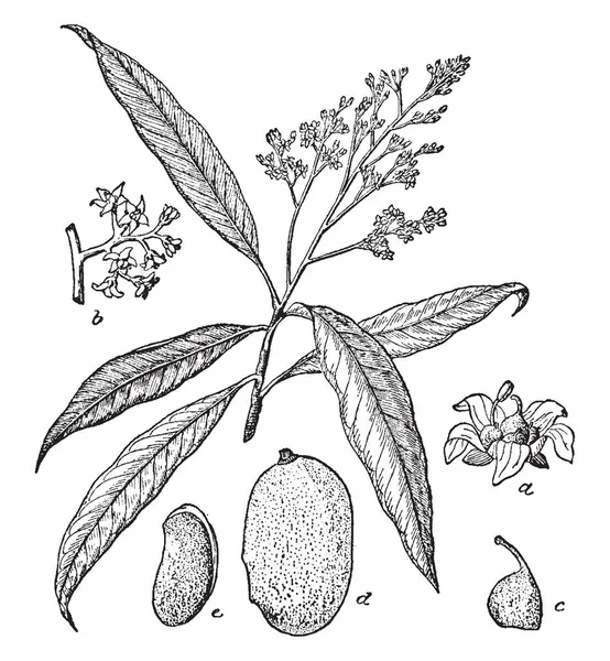 Flowering Branch Mango Tree Vintage Line Drawing Engraving Illustration Stock Vector