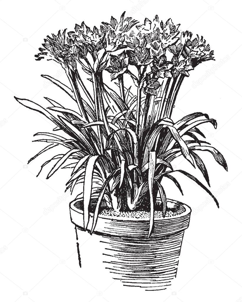 Scarborough Lily is native to South Africa and it is a red flowering plant, vintage line drawing or engraving illustration.