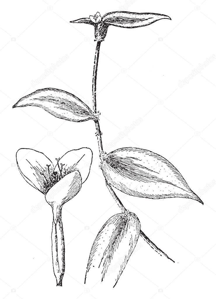 Zebrina Pendula is a species of spiderwort commonly known as an inch plant or wandering Jew. Tradescantia zebrina has attractive zebra-patterned leaves, vintage line drawing or engraving illustration.