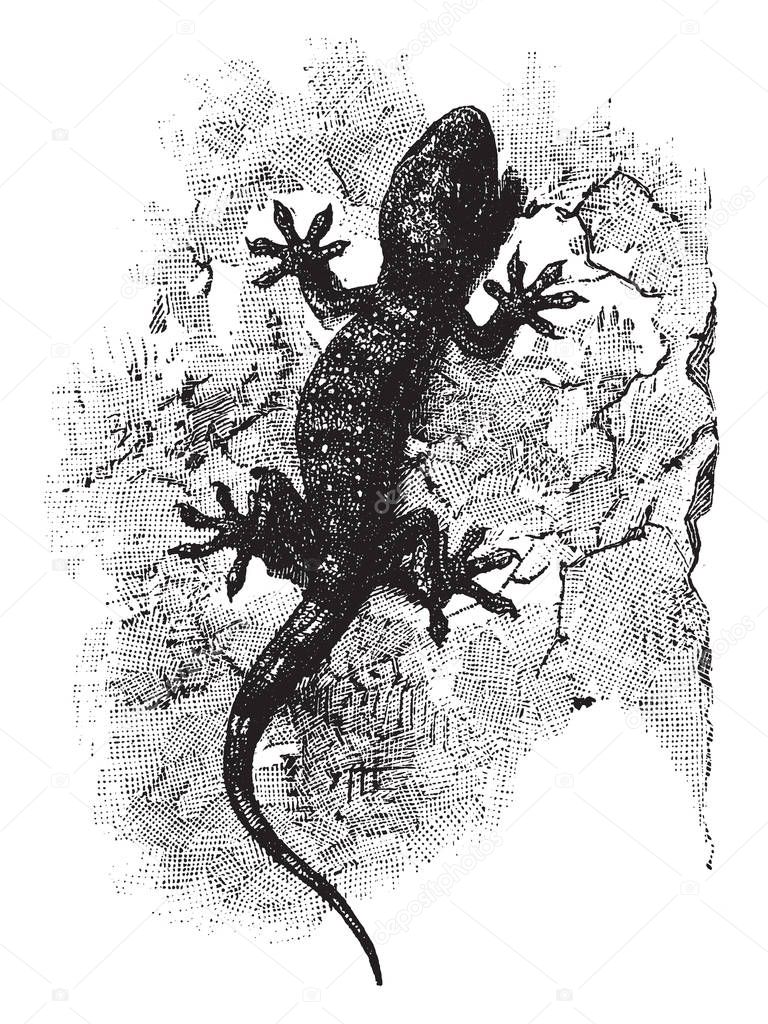 Tokay Gecko is a lizard in the Gekkonidae family of geckos, vintage line drawing or engraving illustration.