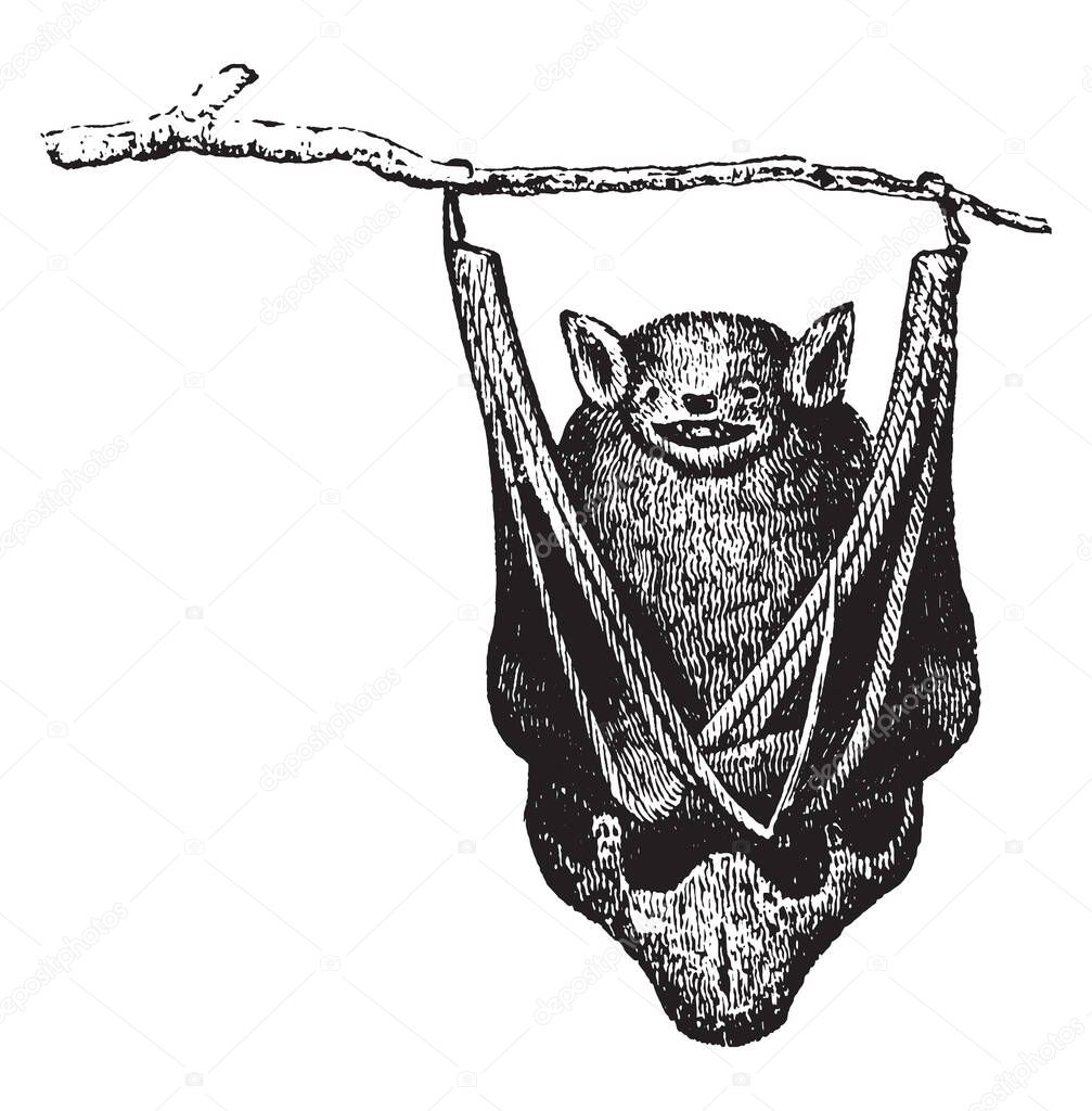 Bats are mammals of the order Chiroptera whose forelimbs form webbed wings, vintage line drawing or engraving illustration.
