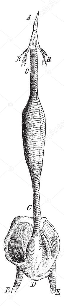 This diagram represents the Windpipe of a Male Red Breasted Merganser, vintage line drawing or engraving illustration.