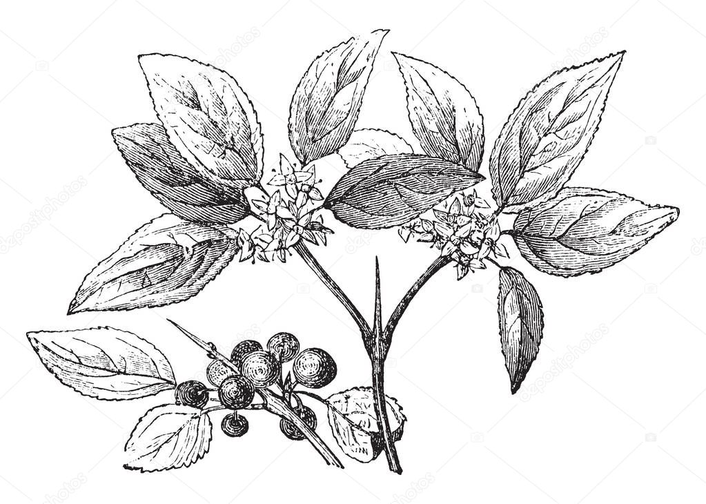 Buckthorn is known as Rhamnus cathartica. It is a deciduous shrub. The leaves are alternate, smooth, dark glossy and small-toothed, vintage line drawing or engraving illustration.