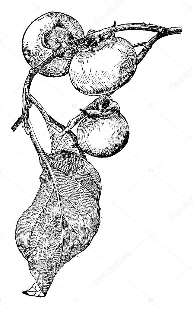 plant image. Vector illustration