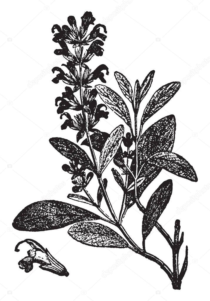 A picture showing the branch and flower of Sage plant. It is a plant used for flavoring meats, etc. It has blue flowers and has been found with many varieties, vintage line drawing or engraving illustration.
