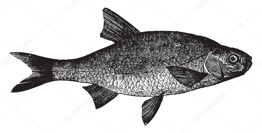 Blue Roach is a small fish, vintage line drawing or engraving illustration.