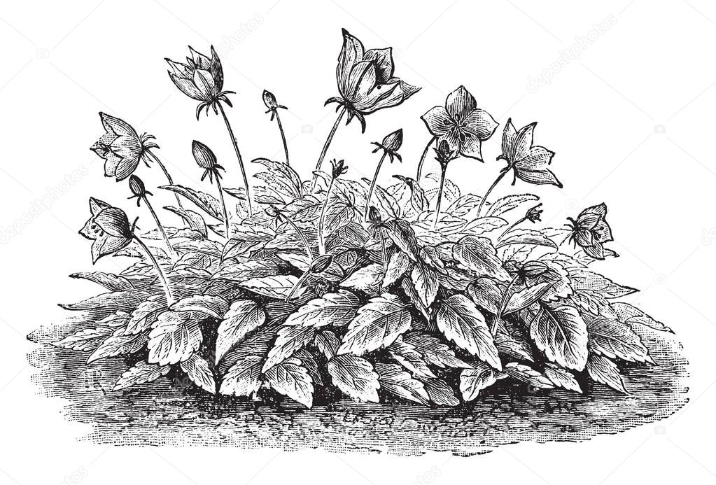 Campanula Carpathica Turbinata is a flowering plant. It has deep purple flowers with bell-shape, vintage line drawing or engraving illustration.