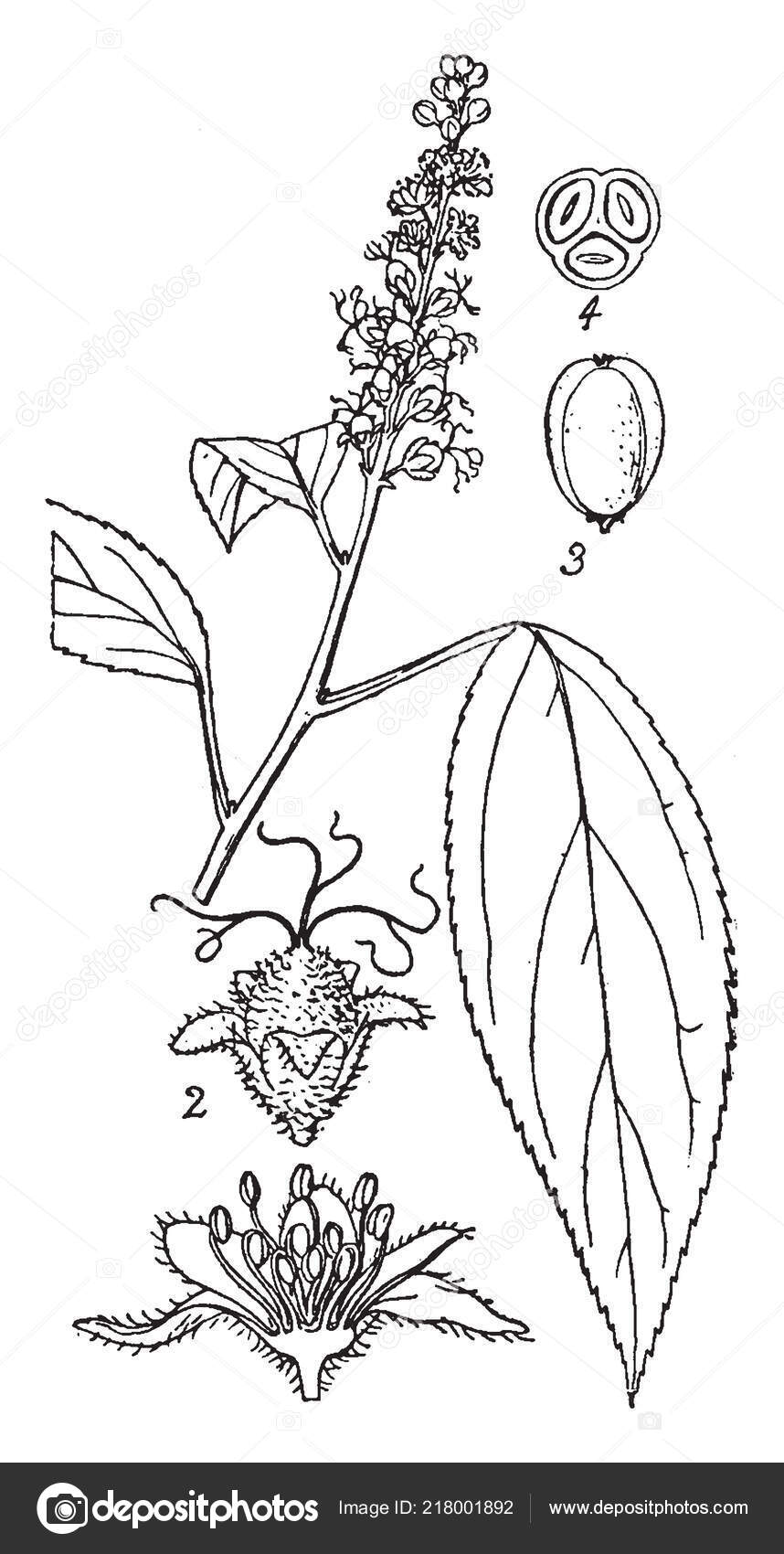 Croton Tiglium Herb Chinese Medicine Belongs Euphorbiaceae Family