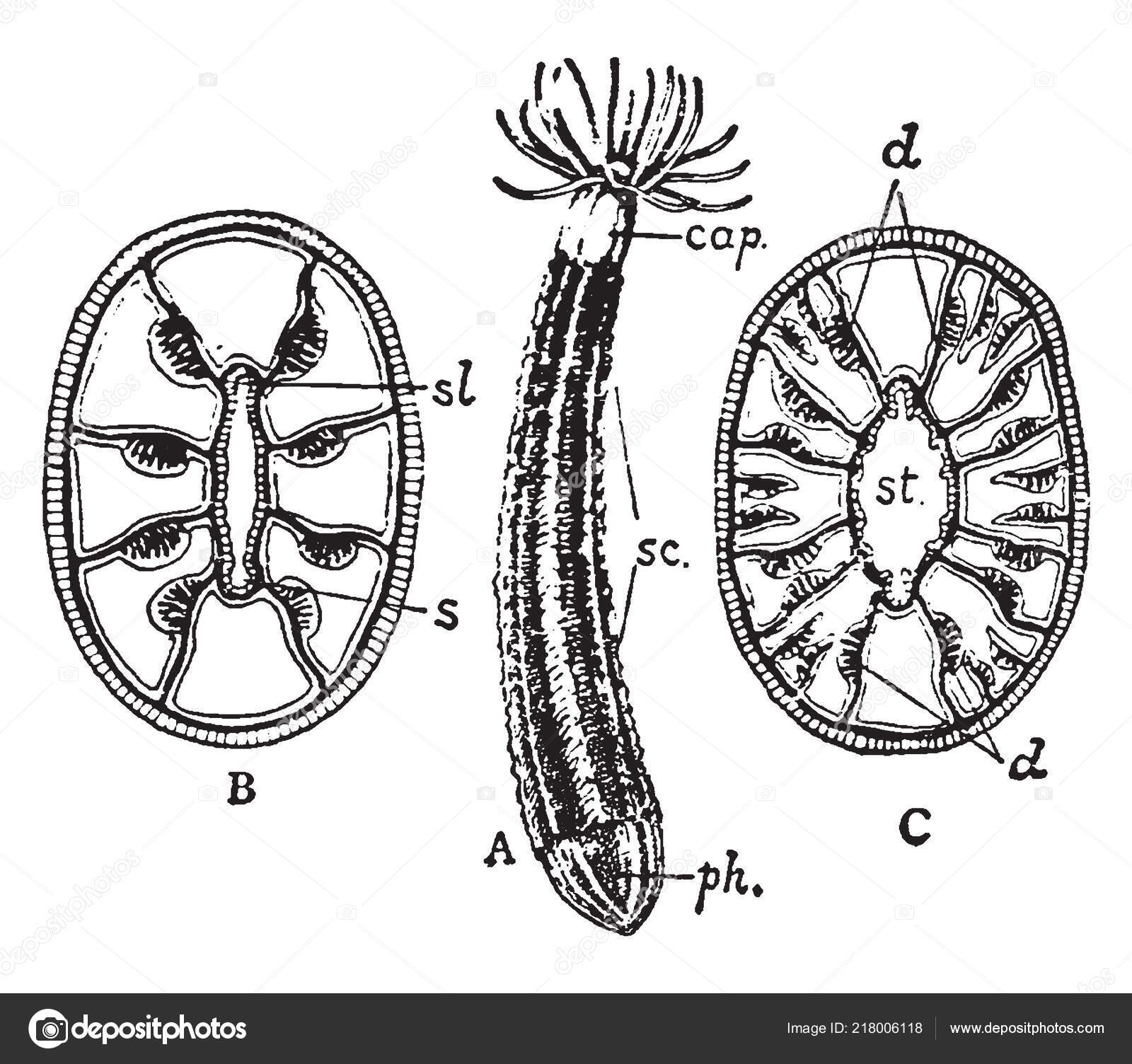 Edwardsia Cliparedii Отображает Расположение Брыжейки Рисунок.