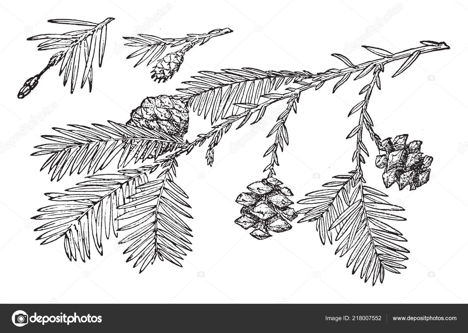 Pine Tree And Rocks Stock Illustration - Download Image Now - Redwood Tree,  Vector, Black And White - iStock