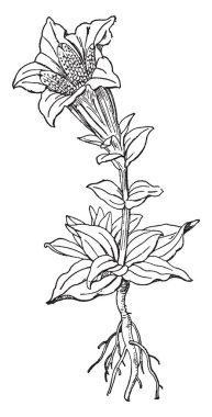 A picture is showing Gentian, also called as Gentiana Porphyrio. It belongs to Gentian family, Gentianaceae. Gentian is used in herbal medicine to treat digestive problems, vintage line drawing or engraving illustration. clipart