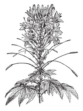Resim Cleome bitki gösterir. Bir çiçek dört taçyapraklarını oluşur ve mor, pembe veya beyaz renkte. Yaprak sapları ilâ 15 cm uzunluğunda vardır. Meyve ilâ 15 cm uzunluğundadır ve birkaç tohum, vintage çizgi çizme veya oyma illüstrasyon içerir.