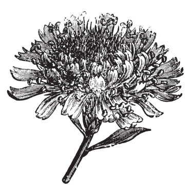 Bir resim Globularia Alypum denilen bir çiçek bitkisidir; Bu çiçekler başkanları sarı ve sapları sonunda büyür. Kök ağaçsı ve bu çalı 2 feet uzunluğunda, vintage çizgi çizme veya oyma illüstrasyon.