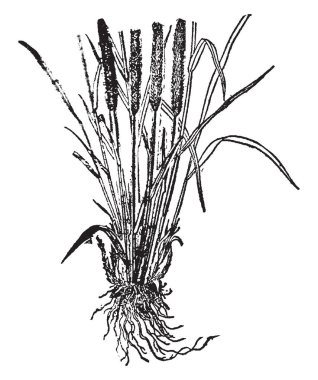 Bu resmi zamansız otların vardır. Yaprakları alında saç çizgisi ve koyu kahverengi, vintage çizgi çizme veya oyma illüstrasyon alt kürk açmak.