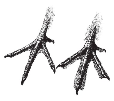 Bu resim Grouse Feet, vintage çizgi çizme veya oyma illüstrasyon temsil eder..