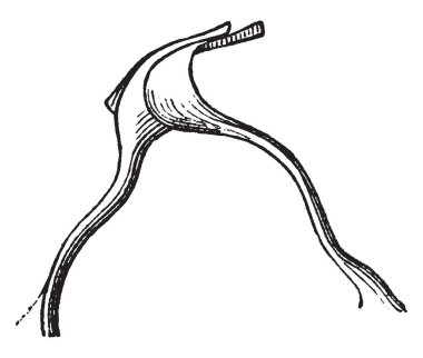 Bu resimde Lamina Reticularsis, vintage çizgi çizme veya oyma illüstrasyon temsil eder..