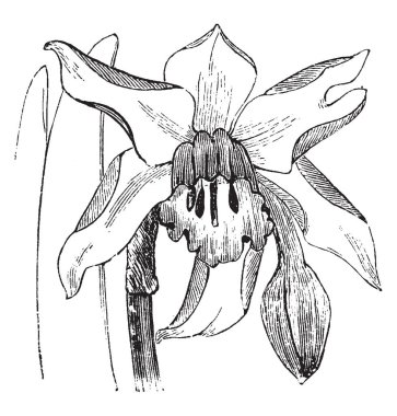 Bir resim gösteren Kupası Narcissus, vintage çizgi çizme veya oyma illüstrasyon çökmekten çiçek şeklinde.