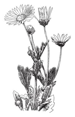 Bu resim Arctotis Grandis bitki gösteriyor. Çiçekleri beyaz veya beyaz ve soluk mor ve ayçiçeği gibi görünüyor. Düz, uzun ve multilobed, vintage çizgi çizme veya oyma illüstrasyon yapraklar.