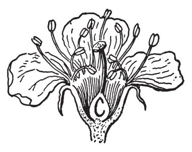 Yumurtalık, stigma ve stili, vintage çizgi çizme veya oyma illüstrasyon gibi farklı parçaları göstermek için iki parçaya ayrılmış kiraz çiçeği çiçek resmi.