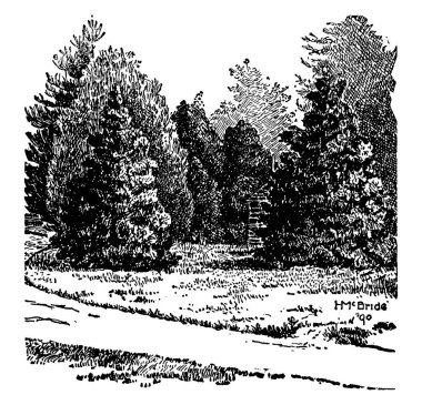 bitki görüntü. Vektör çizim