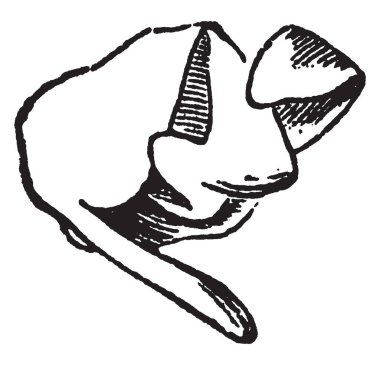 Çiçek bunlar bahar Botanik Bahçesi, bu ağaç çok büyük ama çiçekleri Bak yakından şube, vintage çizgi çizme veya oyma illüstrasyon çok küçük,.