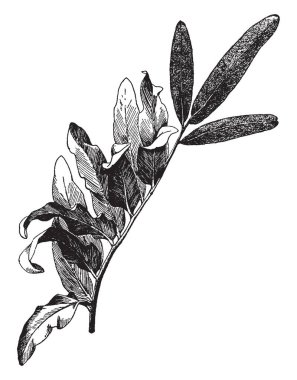 Bir Acrostichum Aureum bu. Acrostichum aureus fern 3-8 feet uzunluğunda olduğunu. Yaprakları parlak, geniş ve pinnate. Bu dünya, vintage çizgi çizme veya oyma illüstrasyon tropikal ve alt tropikal bölgelerde bulunur.