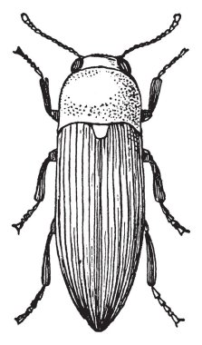 Aile Elatoridae, vintage çizgi çizme veya oyma illüstrasyon böceği bölümünü tıklatın.