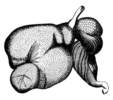 Ruminant mide, klasik oymalı illüstrasyon. La Vie dans la nature, 1890.