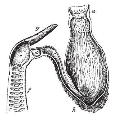 Yemek borusu, vintage çizgi çizme veya oyma illüstrasyon gıda aldığı köpekbalığı mide.