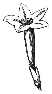 Cypress asma bitki bir ışık ver ince, iş parçacığı gibi yaprakları vardır. Bu bir yıllık veya yıllık, otsu, 3-10 feet uzunluğunda büyüyen asma twining olur. 1-4 inç uzunluğunda, vintage çizgi çizme veya oyma illüstrasyon yapraklar.