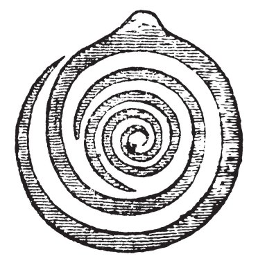 Kıvrım şekli, vintage çizgi çizme veya oyma illüstrasyon bir tomurcuk içinde yaprakları katlanır enine bölümünde resim gösterilir.