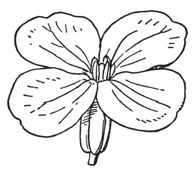 Bir resim sarı şebboy türünü gösterir. Çiçek kokulu, renkli sarı, kırmızı, portakal ve pembeler, vintage çizgi çizme arasında değişen veya illüstrasyon oyma.