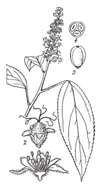 Kroton tiglium Çin tıbbı bir bitkidir, sütleğengiller Aile, vintage çizgi çizme veya oyma illüstrasyon ait.