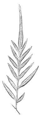 Yaygın Brezilya'da bulunan bu bitki. Onlar are uzun ve ince, saman renginde yaprakları yaprakları. Bu bitki yaprakları vardır stalkless, vintage çizgi çizme veya oyma illüstrasyon.