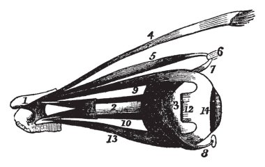 Bu resimde göz kaslarının, vintage çizgi çizme veya oyma illüstrasyon temsil eder..