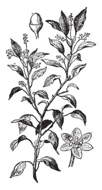 Kafur olan basit bir beyaz balmumu kristal bir katı infiltrating etkili mis kokulu koku ile güçlü, vintage satır çizim veya gravür illüstrasyon.