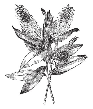 Veronica Andersonii Veronica cins, vintage çizgi çizme veya oyma illüstrasyon ait bitki olan bir dalı resim gösterilen.